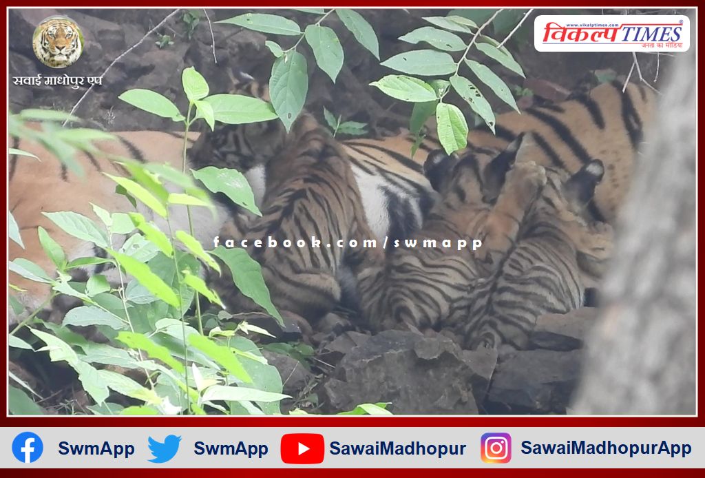 Tigress T-84 Arrowhead gave birth to three cubs in ranthambore tiger reserve