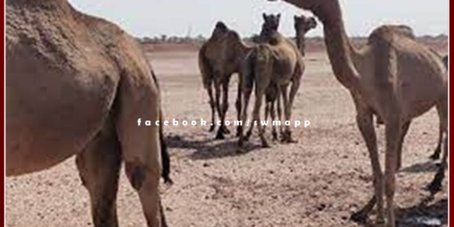 camel made its own owner a victim In Sardarshahar