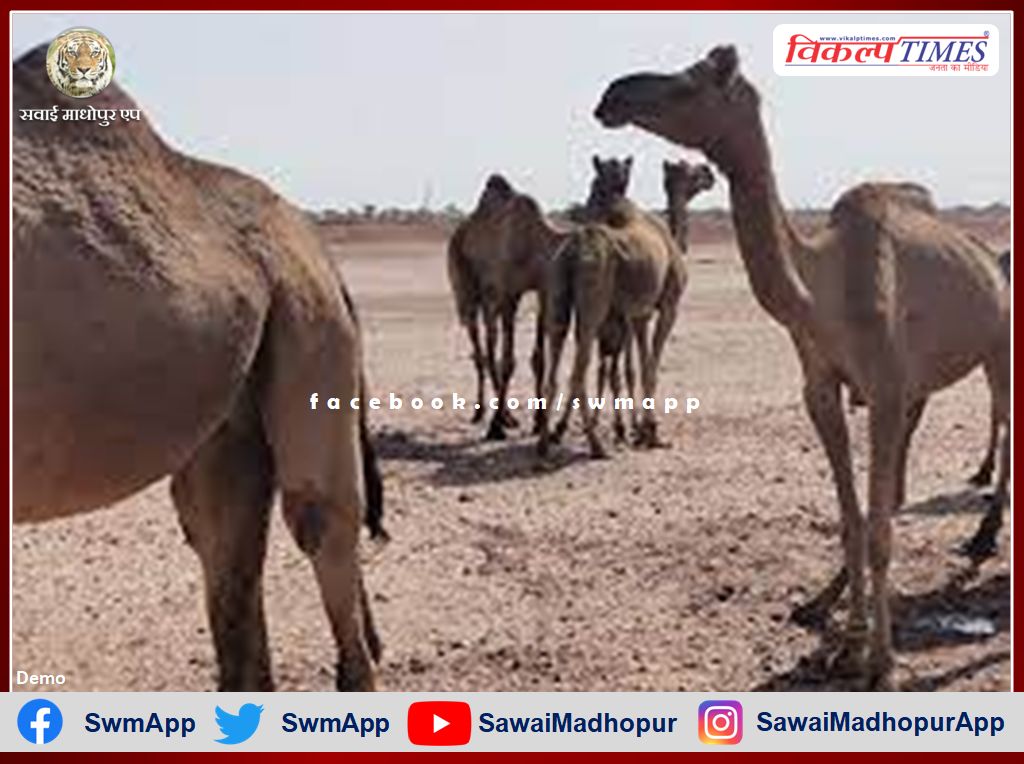 camel made its own owner a victim In Sardarshahar