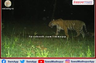 Tigress T-107 seen with a cub in Ranthambore National Park