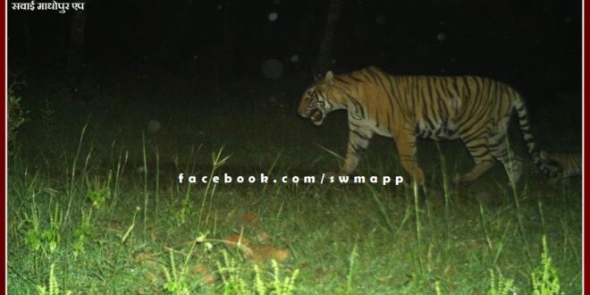 Tigress T-107 seen with a cub in Ranthambore National Park