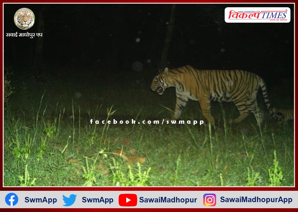 Tigress T-107 seen with a cub in Ranthambore National Park