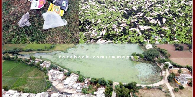 Baharwanda Khurd's lotus pond becomes poisonous pond