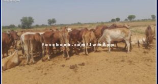 Batoda police station action against cow smugglers, two persons detained, 75 cows and 6 motorcycles seized in sawai madhopur