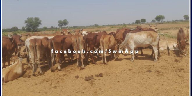Batoda police station action against cow smugglers, two persons detained, 75 cows and 6 motorcycles seized in sawai madhopur