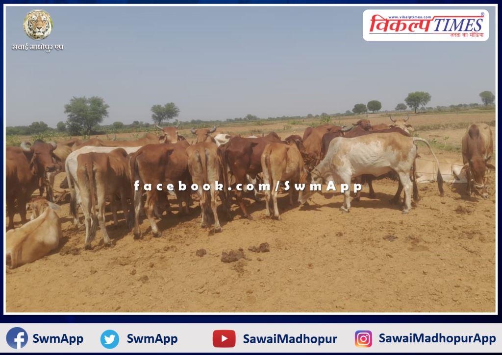 Batoda police station action against cow smugglers, two persons detained, 75 cows and 6 motorcycles seized in sawai madhopur