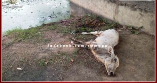 Cow died after drinking water from Kamal Sarovar pond