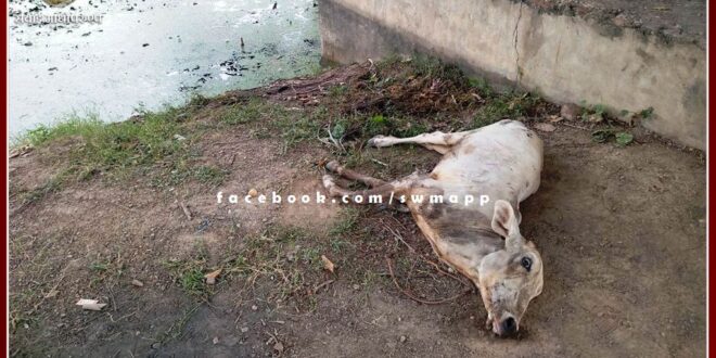 Cow died after drinking water from Kamal Sarovar pond