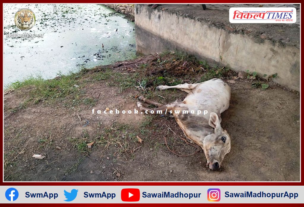 Cow died after drinking water from Kamal Sarovar pond
