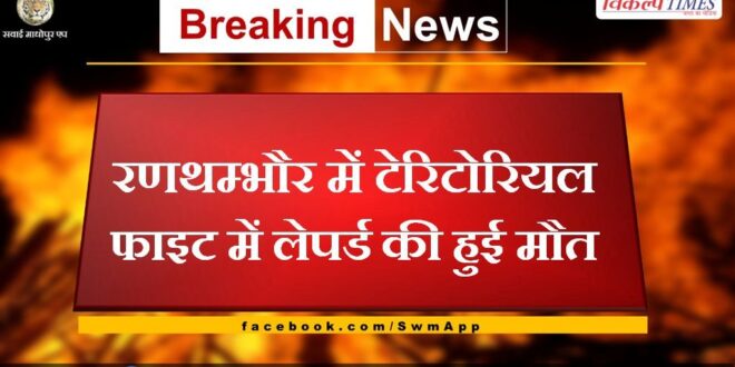 Leopard died in territorial fight in Ranthambore