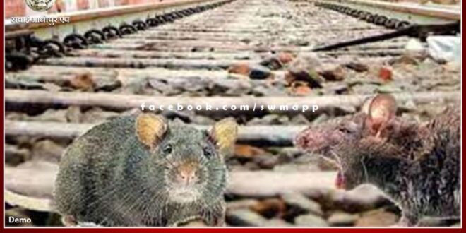 Railway Division Lucknow spent 69 lakh rupees in catching 168 rats