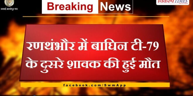 Second cub of tigress T-79 dies in Ranthambore National Park