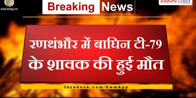 Tigress T-79's cub died in Ranthambore