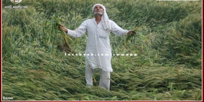 crops dying due to lack of rain in sawai madhopur