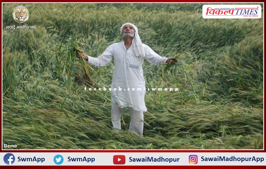 crops dying due to lack of rain in sawai madhopur