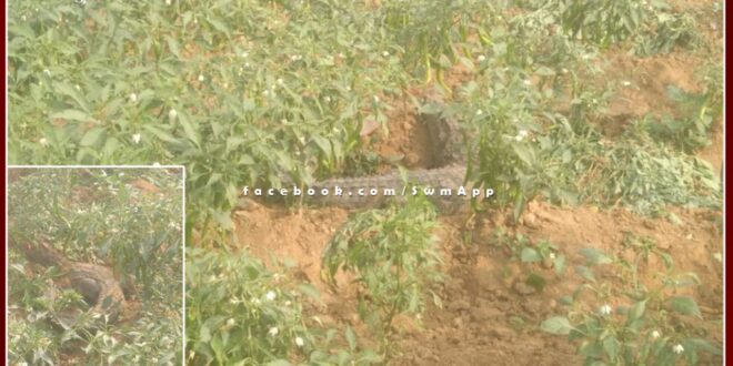 Crocodile came to chilli field in Badhpur village