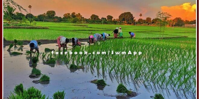 Impact of western disturbance in Malarna Dungar, Rabi crops get double benefit from rain.