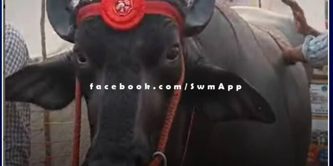 Rajasthan News mBuffalo boom in Pushkar fair. Bids worth Rs 11 crore till now