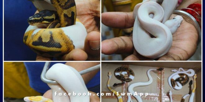 11 foreign snakes found inside a packet of biscuits in mumbai airport