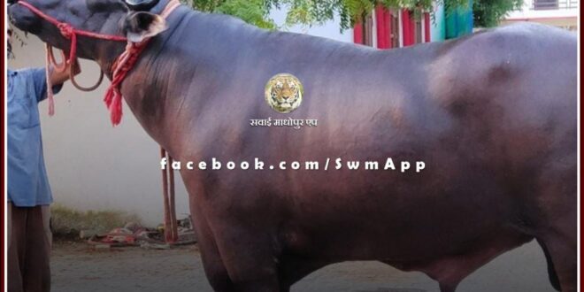 Buffalo worth Rs 10 crore reached Patna Kisan Fair