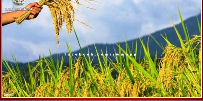 Get insurance for Rabi crops under Pradhan Mantri Fasal Bima Yojana till 31st December