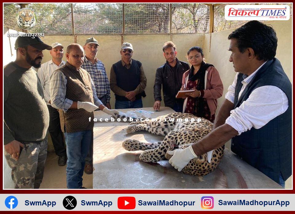 Male panther cub found dead on Amli railway line in sawai madhopur