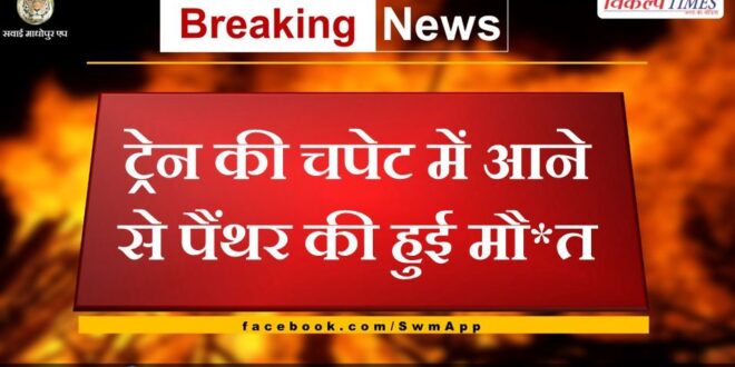 Panther died after being hit by a train in sawai madhopur