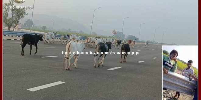 Villagers should not leave their cows by opening MBCB on National Highway NH 148 N