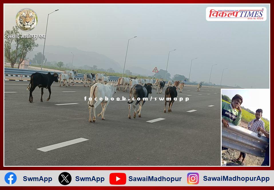 Villagers should not leave their cows by opening MBCB on National Highway NH 148 N