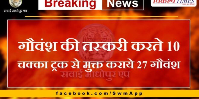 27 cows freed from 10 wheeler truck smuggling cows in sawai madhopur