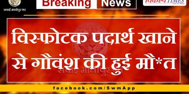 Cow died due to consumption of explosive substance in khandar