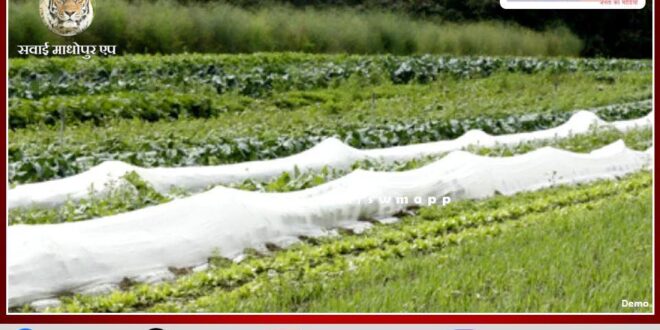 Farmers should do this to protect their crops, vegetables and gardens from frost