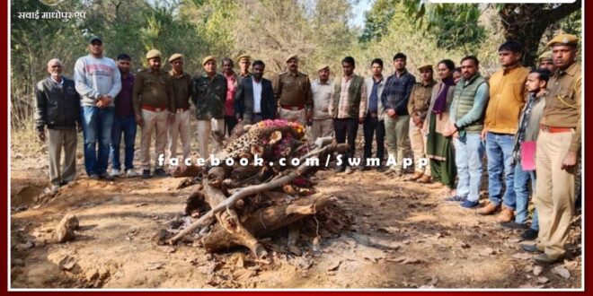 Female panther cremated as per rules in sawai madhopur