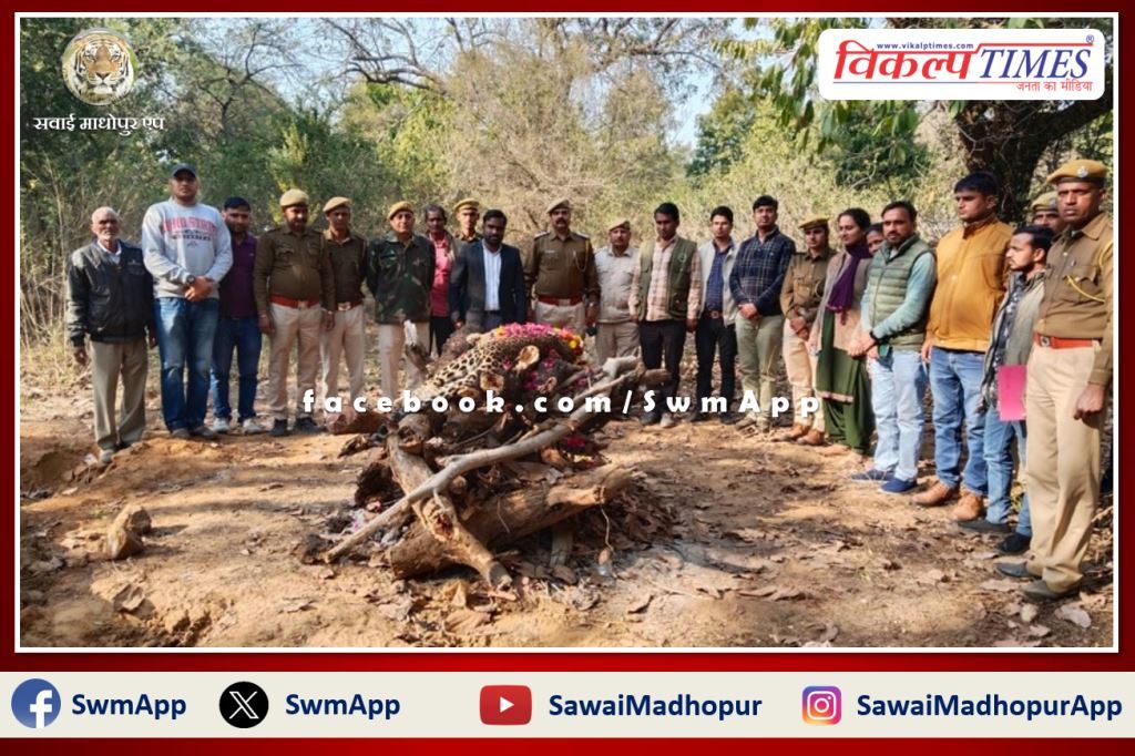 Female panther cremated as per rules in sawai madhopur