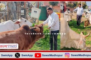 Manoj Parashar did cow service on Makar Sankranti in sawai madhopur