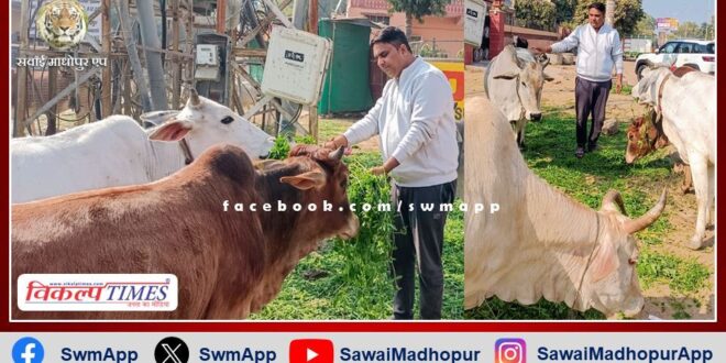 Manoj Parashar did cow service on Makar Sankranti in sawai madhopur