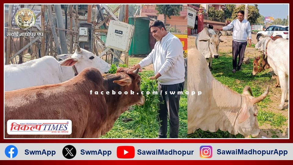 Manoj Parashar did cow service on Makar Sankranti in sawai madhopur
