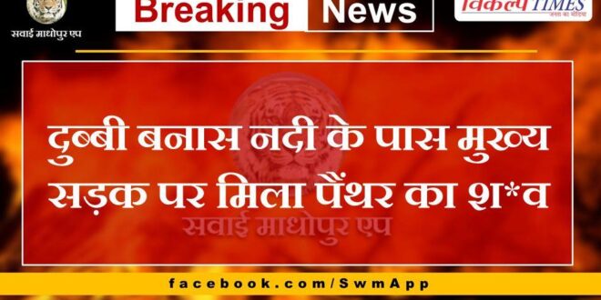 Panther's body found on the main road near Dubbi Banas river