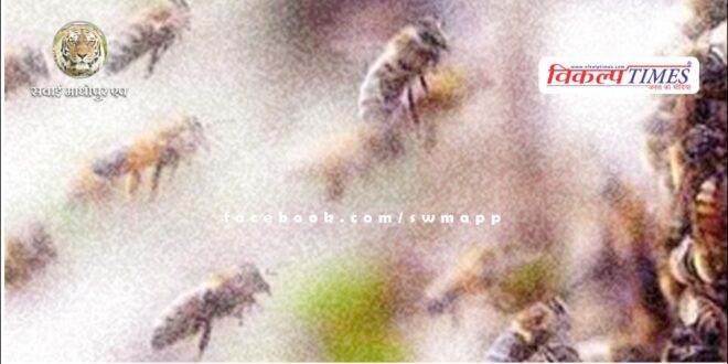 Bees attacked a farmer working in the field in jodhpur