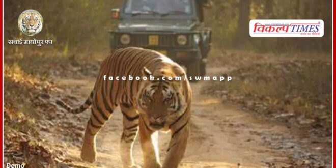 Tourist vehicles closed for 24 hours in the area of ​​Tigress T-84