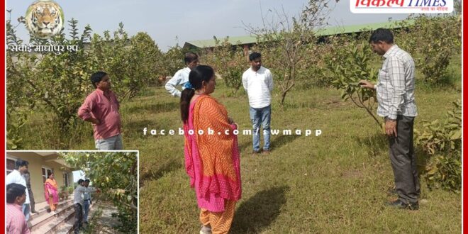 The team of Central Integrated Pest Management and State Agriculture Department conducted the survey of Ukhatha disease in guavas