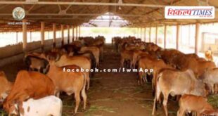 Advisory issued by Cow Husbandry Department to protect cows from heat and heat in cow shelters.