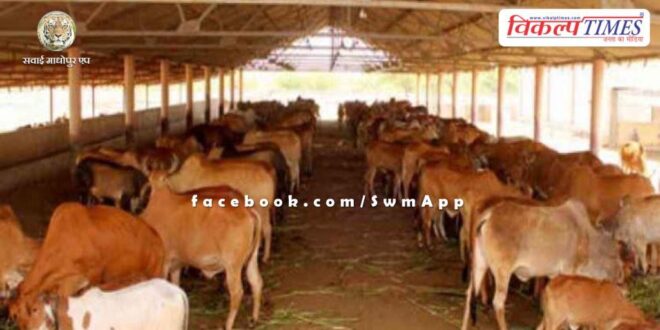 Advisory issued by Cow Husbandry Department to protect cows from heat and heat in cow shelters.