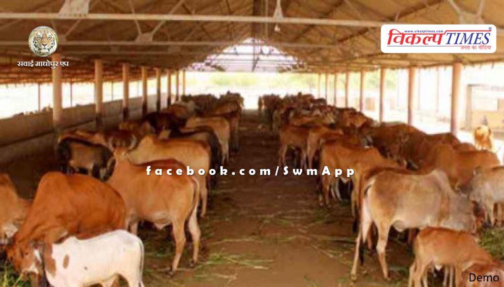 Advisory issued by Cow Husbandry Department to protect cows from heat and heat in cow shelters. 