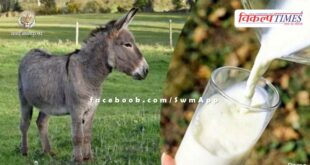 Dhiren started donkey milk business, earning Rs 2-3 lakh every month