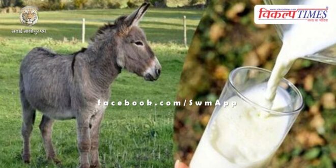 Dhiren started donkey milk business, earning Rs 2-3 lakh every month