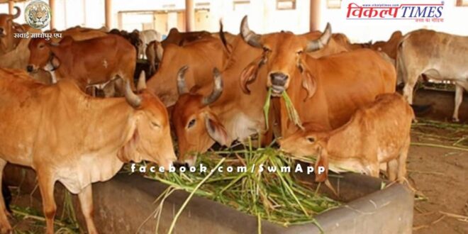 Advisory issued for protection of cows kept in cow sheds from heat waves in sawai madhopur