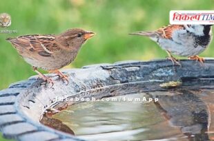 'Ghar-Ghar Parinda' campaign being run for birds in Bonli Sawai Madhopur