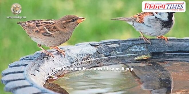 'Ghar-Ghar Parinda' campaign being run for birds in Bonli Sawai Madhopur