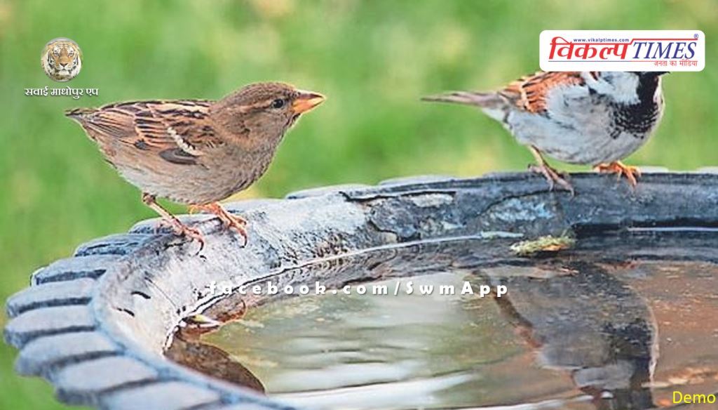 'Ghar-Ghar Parinda' campaign being run for birds in Bonli Sawai Madhopur